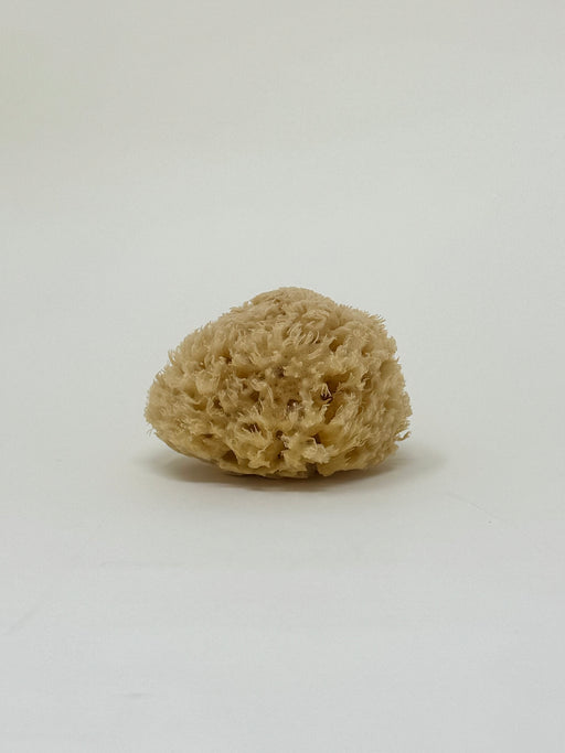 Natural Sponge, Small | Tangerine NYC