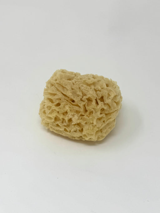 Natural Sponge, Medium | Tangerine NYC