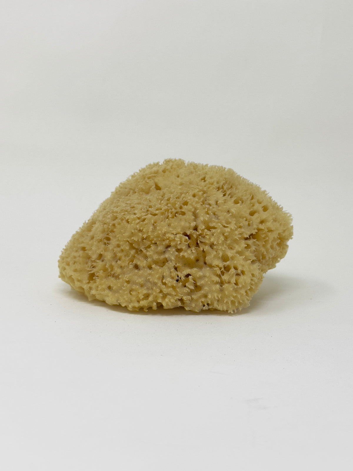Natural Sponge, Large — TANGERINE